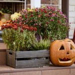 halloween pumpkin and flowers