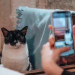 taking picture of a cat