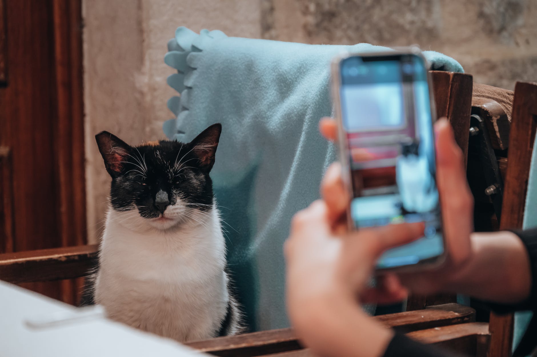 taking picture of a cat